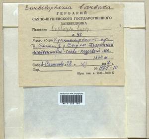 Barbilophozia barbata (Schmidel ex Schreb.) Loeske, Гербарий мохообразных, Мхи - Красноярский край, Тыва и Хакасия (B17) (Россия)