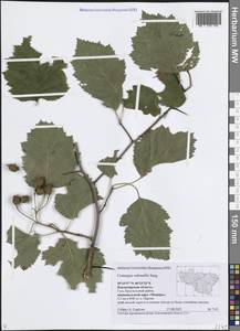 Боярышник мягковатый Sarg., Восточная Европа, Центральный район (E4) (Россия)