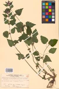 Яснотка пятнистая (L.) L., Восточная Европа, Московская область и Москва (E4a) (Россия)