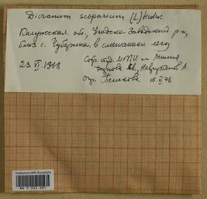 Dicranum scoparium Hedw., Гербарий мохообразных, Мхи - Центральное Нечерноземье (B6) (Россия)