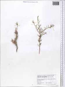 Collinosalsola laricifolia (Turcz. ex Litv.), Средняя Азия и Казахстан, Прикаспийский Устюрт и Северное Приаралье (M8) (Казахстан)