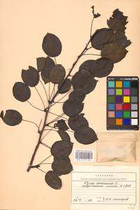 Груша обыкновенная, Груша садовая L., Восточная Европа, Центральный лесостепной район (E6) (Россия)