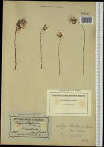 Rhodanthe citrina (Benth.) P.G. Wilson, Австралия и Океания (AUSTR) (Австралия)
