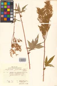 Filipendula digitata (Willd.) Bergmans, Сибирь, Дальний Восток (S6) (Россия)