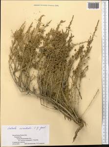 Caroxylon orientale (S.G.Gmel.) Tzvelev, Средняя Азия и Казахстан, Муюнкумы, Прибалхашье и Бетпак-Дала (M9) (Казахстан)