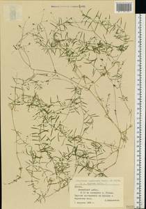 Звездчатка длиннолистная, Звездчатка раскидистая (Regel) Muhl. ex Willd., Восточная Европа, Латвия (E2b) (Латвия)