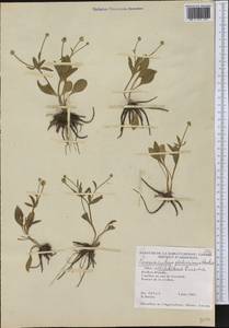 Ranunculus glaberrimus Hook., Америка (AMER) (Канада)
