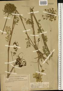 Морковь обыкновенная, Морковь дикая L., Восточная Европа, Центральный район (E4) (Россия)