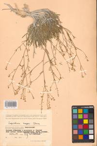 Клоповник лировидный L., Восточная Европа, Нижневолжский район (E9) (Россия)