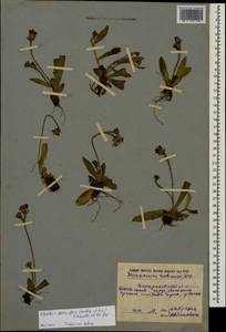Pilosella stoloniflora (Waldst. & Kit.) F. W. Schultz & Sch. Bip., Восточная Европа, Западно-Украинский район (E13) (Украина)