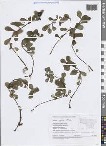 Phedimus spurius subsp. spurius, Восточная Европа, Центральный район (E4) (Россия)