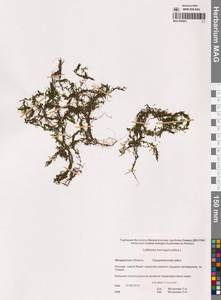 Болотник обоеполый L., Сибирь, Чукотка и Камчатка (S7) (Россия)