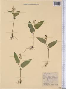 Maianthemum canadense Desf., Америка (AMER) (США)