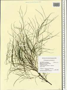 Штукения гребенчатая, Рдест гребенчатый (L.) Börner, Крым (KRYM) (Россия)