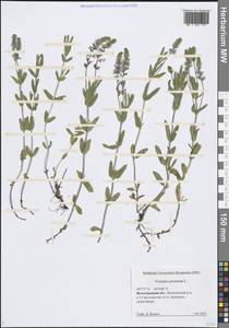 Вероника простертая L., Восточная Европа, Нижневолжский район (E9) (Россия)