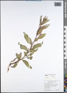 Oenothera villosa subsp. villosa, Восточная Европа, Центральный лесостепной район (E6) (Россия)