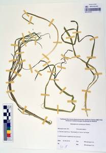 MAG 0003350, Sparganium × probatovae Tzvelev, Сибирь, Чукотка и Камчатка (S7) (Россия)