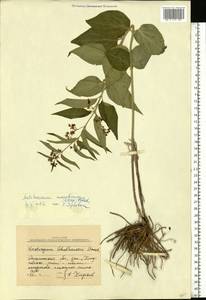 Vincetoxicum fuscatum subsp. fuscatum, Восточная Европа, Южно-Украинский район (E12) (Украина)