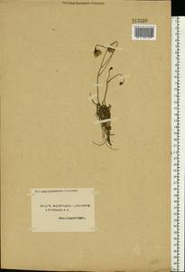 Scorzoneroides autumnalis subsp. autumnalis, Восточная Европа, Северный район (E1) (Россия)