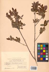 Ива черничная L., Сибирь, Дальний Восток (S6) (Россия)