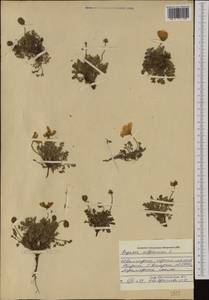 Papaver alpinum L., Западная Европа (EUR) (Болгария)