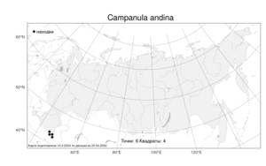 Campanula andina, Колокольчик андийский Rupr., Атлас флоры России (FLORUS) (Россия)