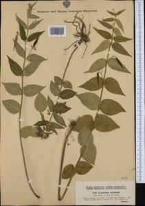 Vincetoxicum hirundinaria subsp. contiguum (W. D. J. Koch) Markgr., Западная Европа (EUR) (Италия)