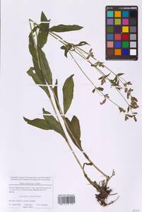 Silene dioica subsp. dioica, Восточная Европа, Московская область и Москва (E4a) (Россия)
