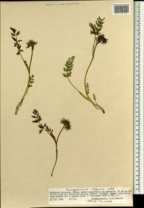 Толстореберник мутеллиновидный (Crantz) Holub, Монголия (MONG) (Монголия)