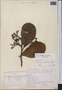 Vantanea spichigeri A.H. Gentry, Америка (AMER) (Перу)