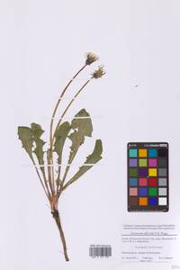 Одуванчик лекарственный Weber ex F.H.Wigg., Восточная Европа, Московская область и Москва (E4a) (Россия)