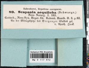 Scapania aequiloba (Schwägr.) Dumort., Гербарий мохообразных, Мхи - Западная Европа (BEu) (Австрия)