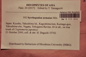 MW 9 111 012, Syrrhopodon armatus Mitt., Гербарий мохообразных, Мхи - Азия (вне границ бывшего СССР) (BAs) (Япония)