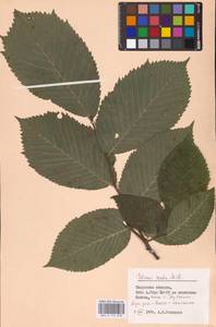 Вяз голый, Вяз шершавый Huds., Восточная Европа, Центральный район (E4) (Россия)