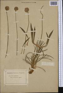 Armeria pinifolia (Brot.) Hoffmanns. & Link, Западная Европа (EUR) (Неизвестно)