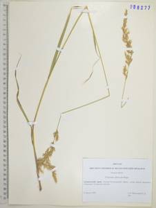 Sibirotrisetum sibiricum (Rupr.) Barberá, Сибирь, Дальний Восток (S6) (Россия)