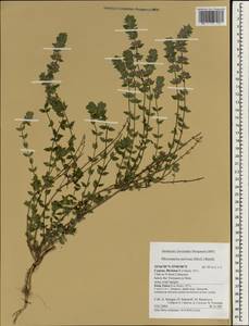 Micromeria nervosa (Desf.) Benth., Зарубежная Азия (ASIA) (Кипр)