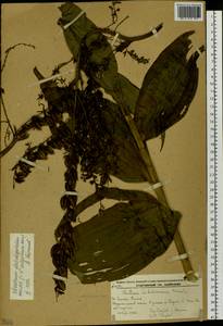 Чемерица длиннолепестковая O.Loes., Сибирь, Дальний Восток (S6) (Россия)