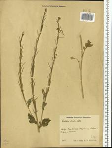 Сурепка прямая, Сурепка сжатая Andrz., Восточная Европа, Центральный район (E4) (Россия)