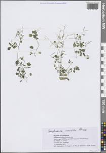 Cardamine occulta Hornem., Средняя Азия и Казахстан, Сырдарьинские пустыни и Кызылкумы (M7) (Узбекистан)