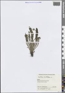 Кульбаба шероховатая DC., Крым (KRYM) (Россия)