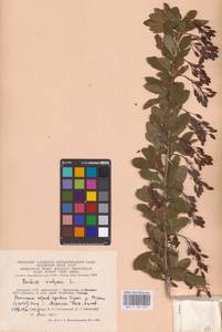 Барбарис обыкновенный L., Восточная Европа, Литва (E2a) (Литва)