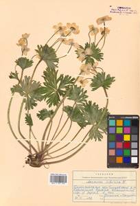 Anemonastrum narcissiflorum subsp. crinitum (Juz.) Raus, Сибирь, Чукотка и Камчатка (S7) (Россия)