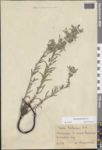 Оносма многоцветная Klokov, Восточная Европа, Нижневолжский район (E9) (Россия)