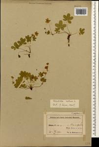 Лапчатка ползучая L., Кавказ, Азербайджан (K6) (Азербайджан)