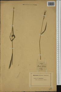 Коротконожка двуколосковая (L.) P.Beauv., Западная Европа (EUR) (Неизвестно)