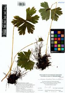 Anemonastrum baicalense (Turcz.) Mosyakin, Сибирь, Прибайкалье и Забайкалье (S4) (Россия)