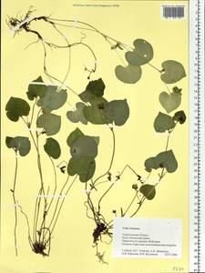 Фиалка Ривиниуса Rchb., Восточная Европа, Восточный район (E10) (Россия)