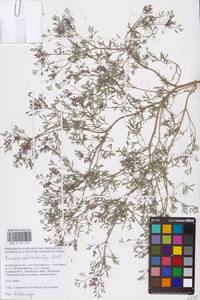 Дымянка Шлейхера Soy.-Will., Восточная Европа, Нижневолжский район (E9) (Россия)