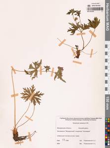 Герань волосистоцветковая DC., Сибирь, Чукотка и Камчатка (S7) (Россия)